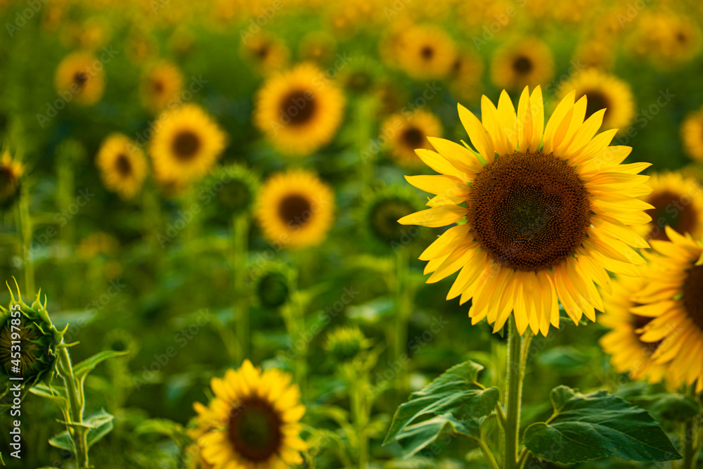 Fototapeta premium sunflower field in summer