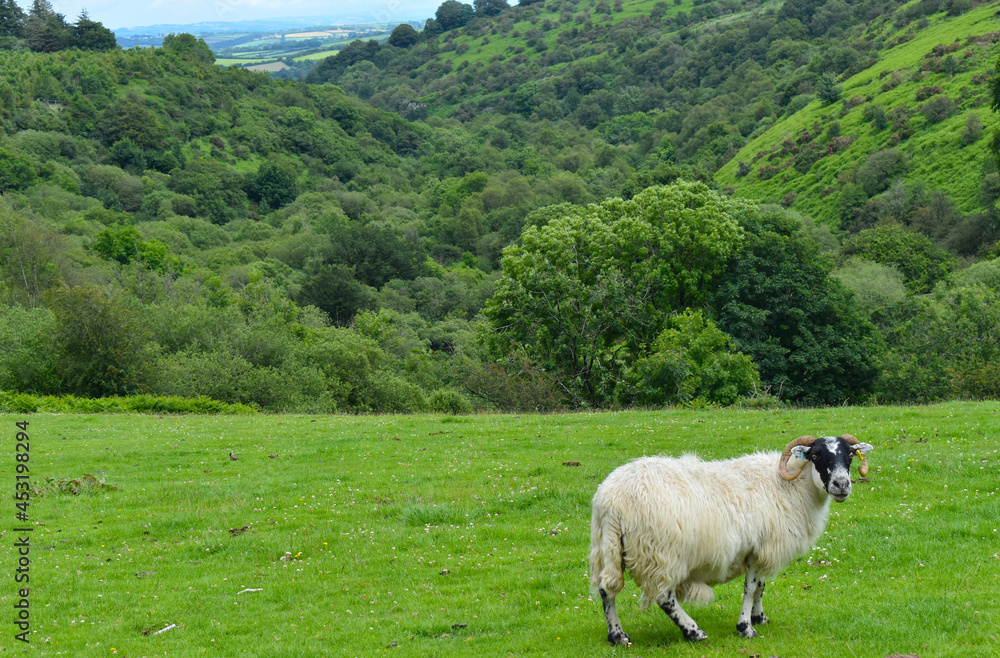 Obraz premium Blackface is tough and adaptable breed found in more exposed locations such as the Scottish Highlands or roaming on the moors of Dartmoor National Park This is the most common domestic sheep in the UK