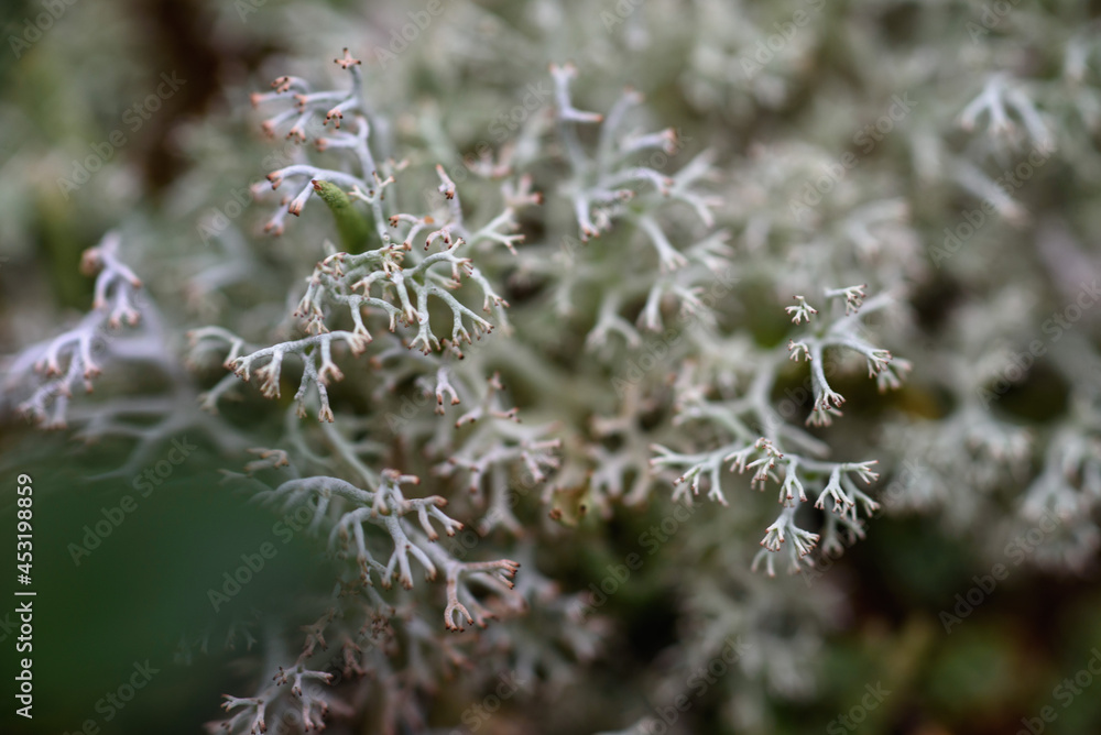 Obraz premium Close up of forest micro plants.