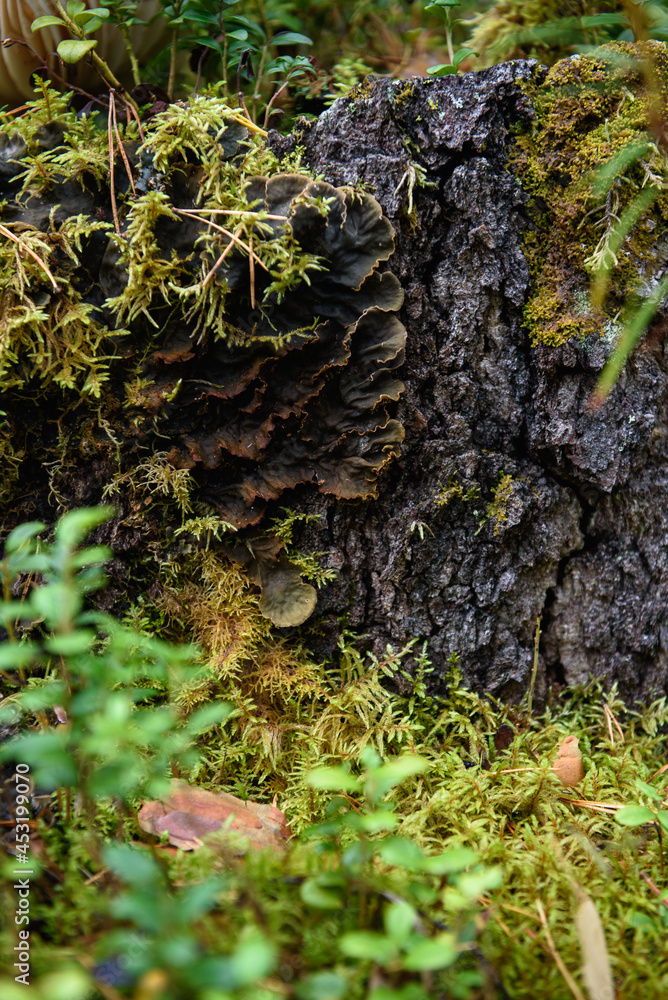 Obraz premium Close up of forest micro plants.