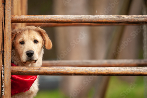 labrador dog wearing a red bandana looking sadly into the camera, dog adoption concept.