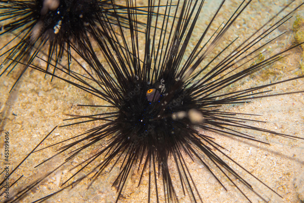 Naklejka premium フィリピン、セブ島の南西部にあるモアルボアルでダイビングする風景 Scenery of diving in Moalboal, southwest of Cebu Island, Philippines.