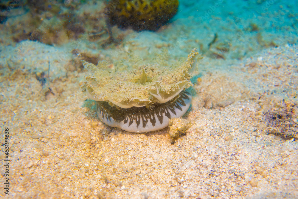 フィリピン、セブ島の南西部にあるモアルボアルでダイビングする風景 Scenery of diving in Moalboal, southwest of Cebu Island, Philippines. フィリピン、セブ島の南西部にあるモアルボアルでダイビングする風景 Scenery of diving in Moalboal, southwest of Cebu Island, Philippines.