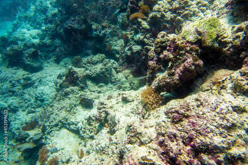 フィリピン、セブ島の南西部にあるモアルボアルでダイビングする風景 Scenery of diving in Moalboal, southwest of Cebu Island, Philippines.