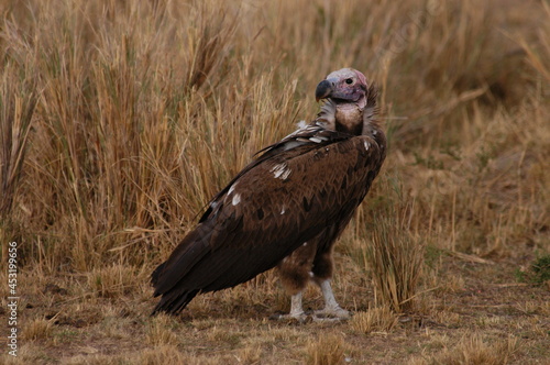Vulture living in Masai Mara  Kenya