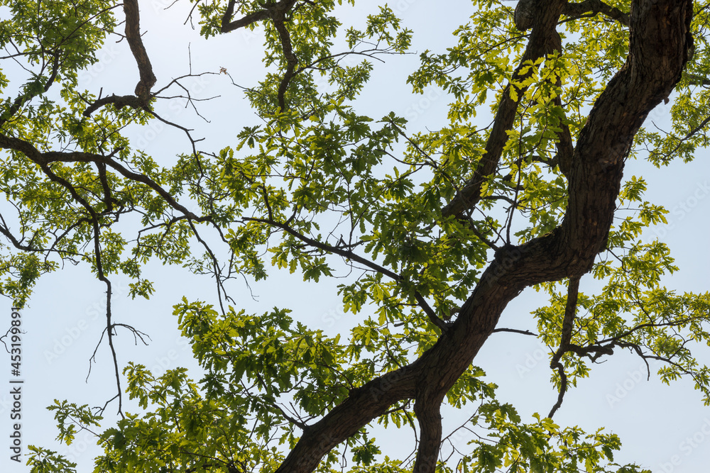 oak branches with young leaves against blue sky oak branches with young leaves against blue sky