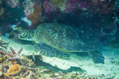 フィリピン、セブ島の南西部にあるモアルボアルでダイビングする風景 Scenery of diving in Moalboal, southwest of Cebu Island, Philippines. © Hello UG