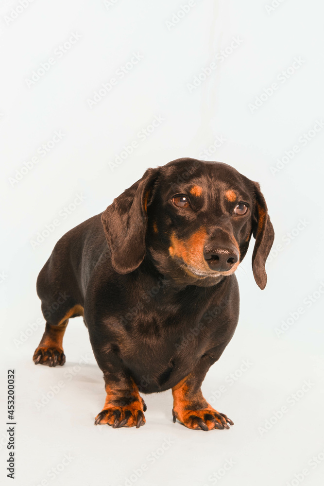 Portrait of a miniature dachshund Portrait of a miniature dachshund