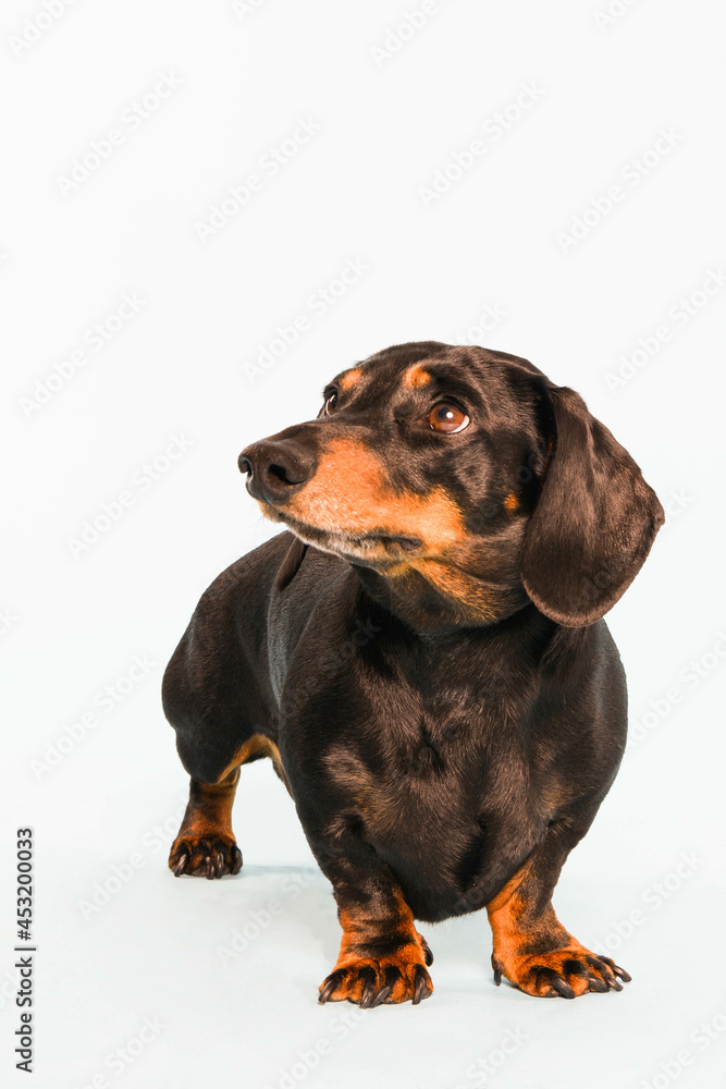 Portrait of a miniature dachshund Portrait of a miniature dachshund
