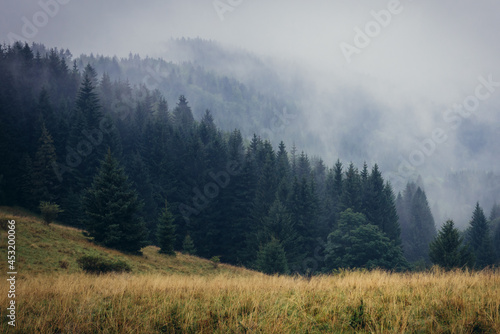 Forest seen from Puchaczowka mountain pass in Sudetes mountains in Poland
