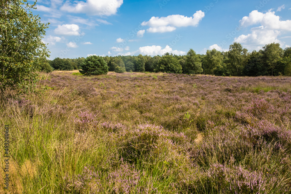 the heath on the Veluwe near Arnhem