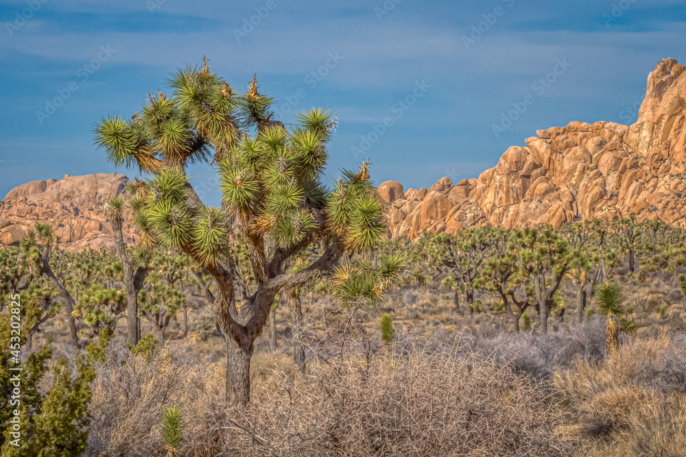 Joshua tree with many more in the background near the Hall of Horrors in Joshua Tree National Park in the California desert Joshua tree with many more in the background near the Hall of Horrors in Joshua Tree National Park in the California desert