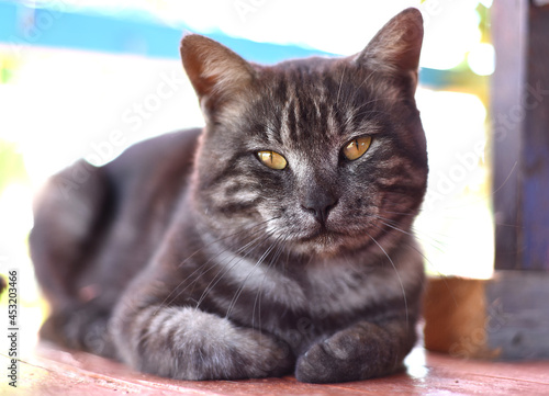 Adult male cat looking at the camera