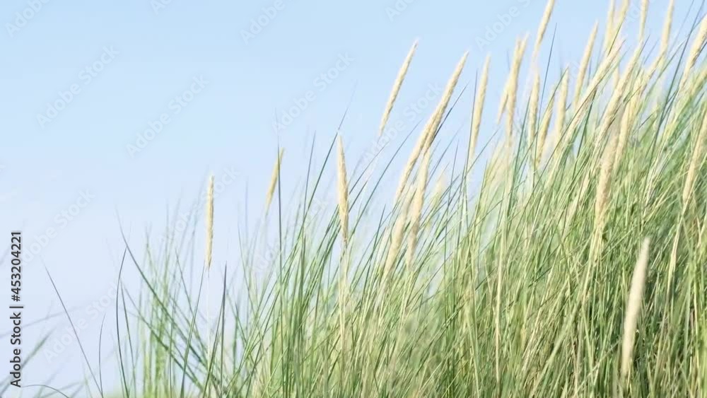 Dünengras an der Deutschen Nordseeküste wiegt sich sanft im Wind. Dünengras an der Deutschen Nordseeküste wiegt sich sanft im Wind.