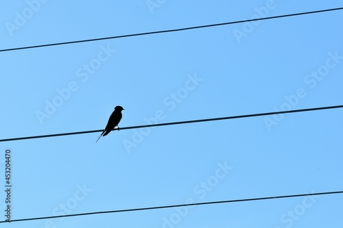 birds on wires © Benambot