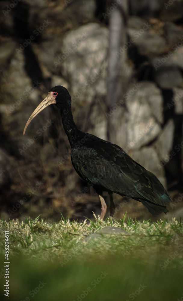 Naklejka premium red billed hornbill