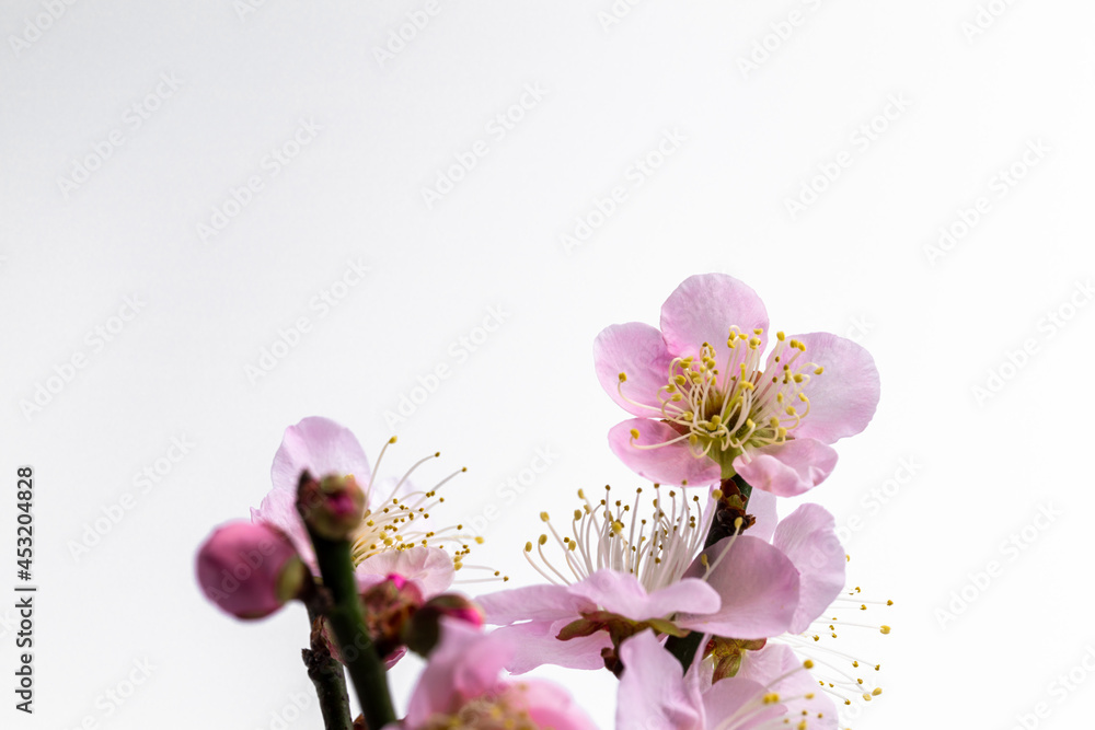 Shooting a branch of pink UME blossoms.
Japanese apricot.