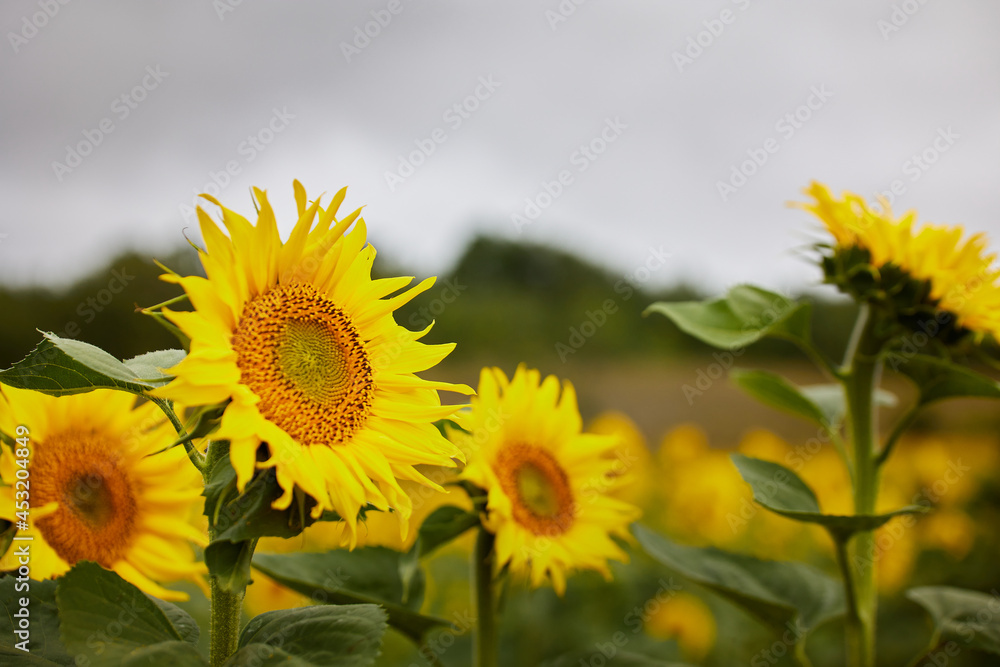 beautiful sunflower background with copy space for advertising