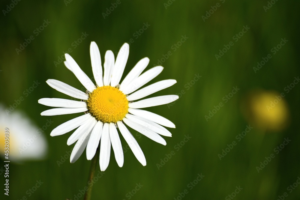 Obraz premium daisy in the grass