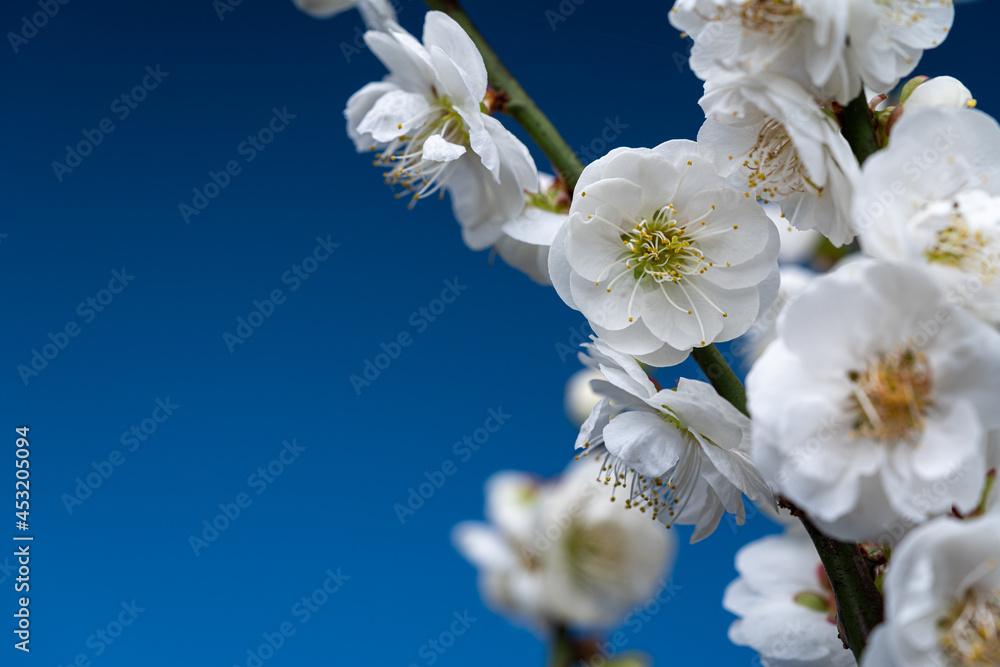White Plum Blossoms On Blue Background