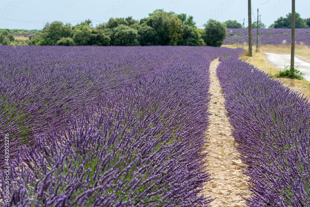 Naklejka premium Touristic destination in South of France, colorful lavender and lavandin fields in blossom in July on plateau Valensole, Provence.