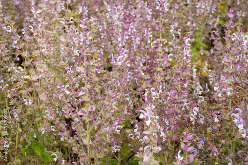 Cultivation of aromatic medicinal plant clary sage or Salvia scarlea used in perfurmery industry on Valensole plateau in Provence, France