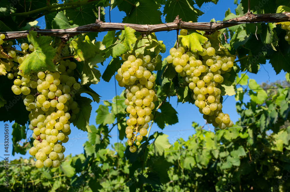 Bunches of white wine muscat grapes ripening on vineyards near Terracina, Lazio, Italy