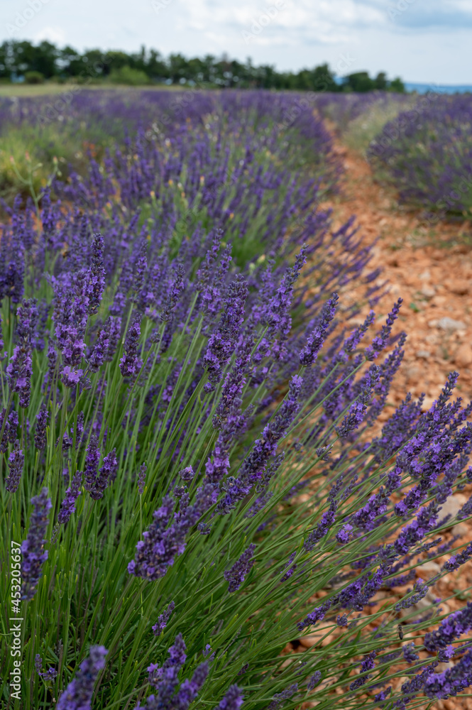 Fototapeta premium Touristic destination in South of France, colorful lavender and lavandin fields in blossom in July on plateau Valensole, Provence.