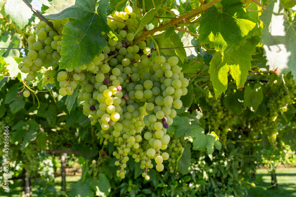 Bunches of white wine muscat grapes ripening on vineyards near Terracina, Lazio, Italy