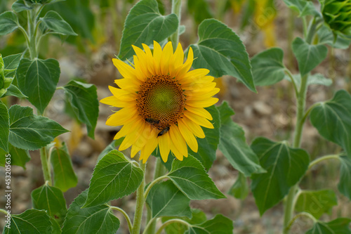 Fototapeta Naklejka Na Ścianę i Meble -  Blossom of yellow sunflowers plants on fields in Provence, France