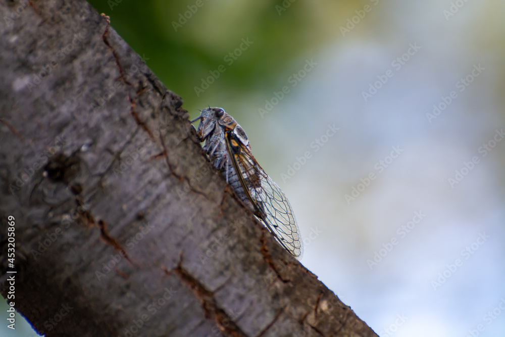 Symbol of Provence, cicada orni insect sits on tree close-up Symbol of Provence, cicada orni insect sits on tree close-up