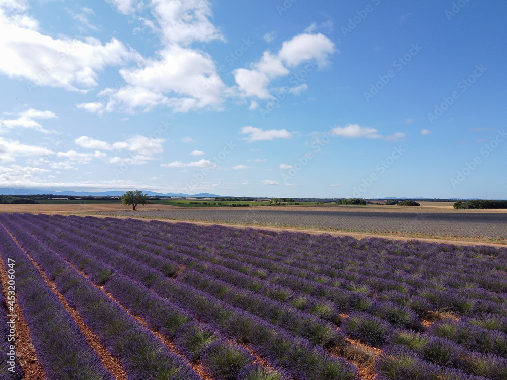 Touristic destination in South of France, aerial view on colorful lavender and lavandin fields in blossom in July on plateau Valensole, Provence.