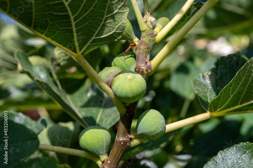 Green figs fruits growing on fig tree in summer