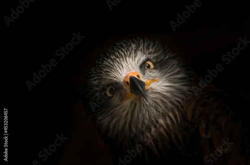 black kite