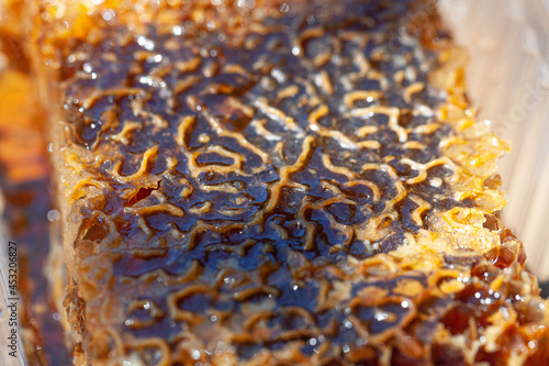 honeycomb photo