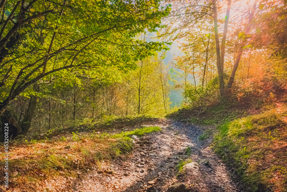 Obraz premium Sun Shining through Trees on the Forest Path outside La Faba on the Way of St James Pilgrimage Trail Camino de Santiago