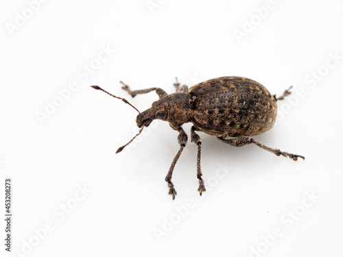 P6070028 introduced European weevil, Liophloeus tessulatus, side view, isolated on white cECP 2021 © Ernie Cooper
