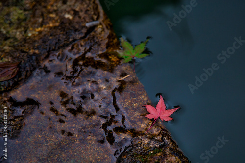 Overhead shot of colorful leaves fallen on the ground and water in fall in Busan in South Korea photo