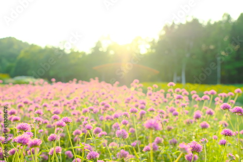 美しいサルビアの花