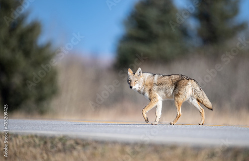 Coyote walking on a road 