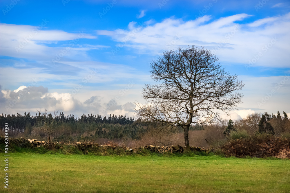 Green Meadow and Lone Tree in Galicia, Spain along the Way of St James Pilgrimage Trail Camino de Santiago Green Meadow and Lone Tree in Galicia, Spain along the Way of St James Pilgrimage Trail Camino de Santiago