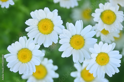 Snow daisy flowers bloom in early spring. White flowers  in Tokyo  Japan.