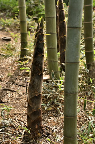 In a bamboo grove in Tokyo, Japan. An overgrown bamboo shoot.