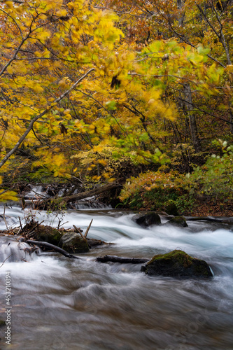 秋の黄葉の木々と渓流 