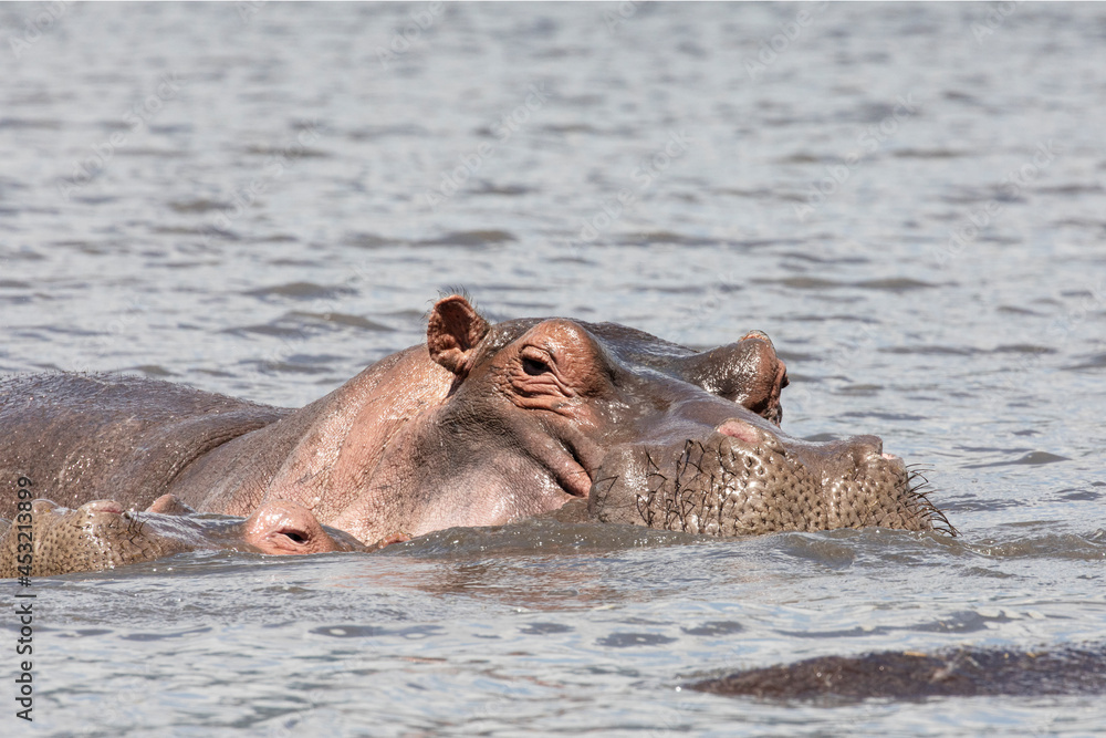 A hippo swimming in a lake in Ngorongoro crater. A hippo swimming in a lake in Ngorongoro crater.