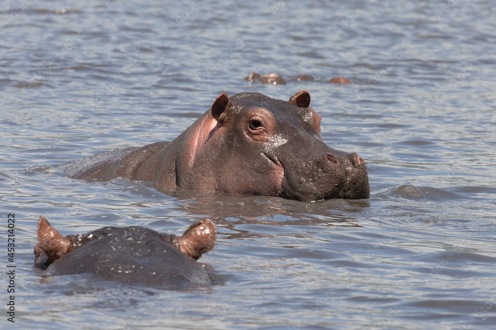 Hippos swimming in a lake in Ngorongoro crater. Hippos swimming in a lake in Ngorongoro crater.