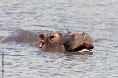 A hippo swimming in a lake in Ngorongoro crater.
