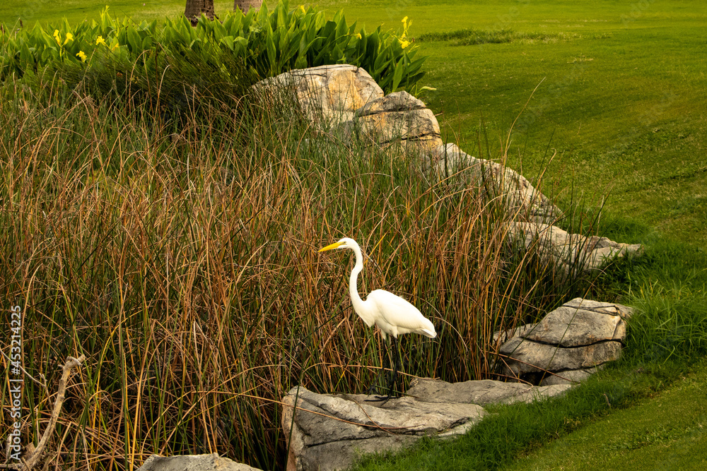 Fototapeta premium White Heron in the Reeds