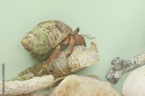 Fototapet A hermit crab (Paguroidea sp) is walking slowly on the shell of a large dead hermit crab