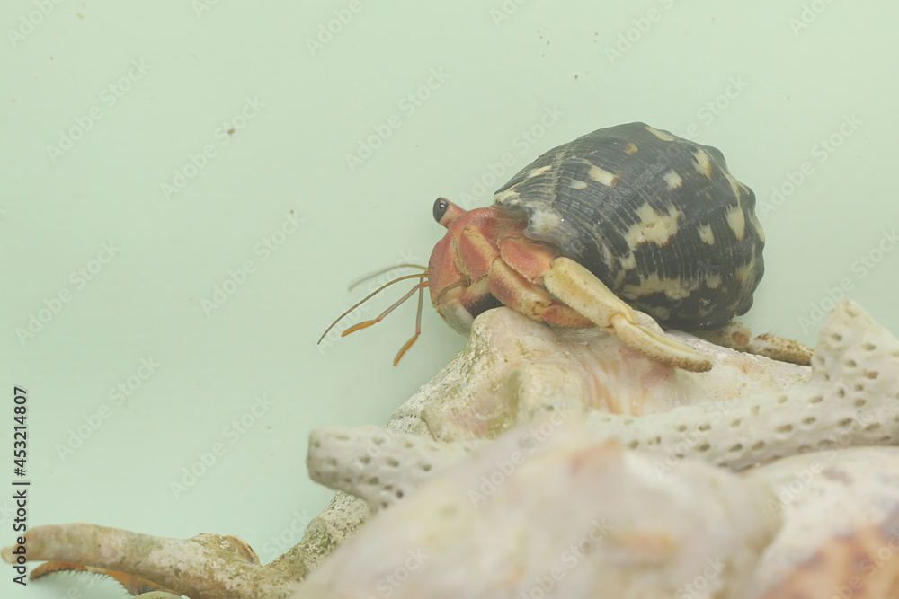 A hermit crab (Paguroidea sp) is walking slowly on the shell of a large dead hermit crab. 